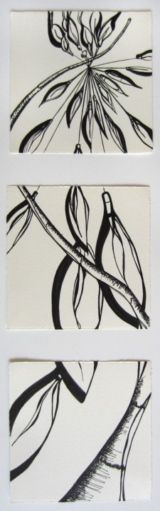 Day 56 (6/23/12): Foliage in Albany