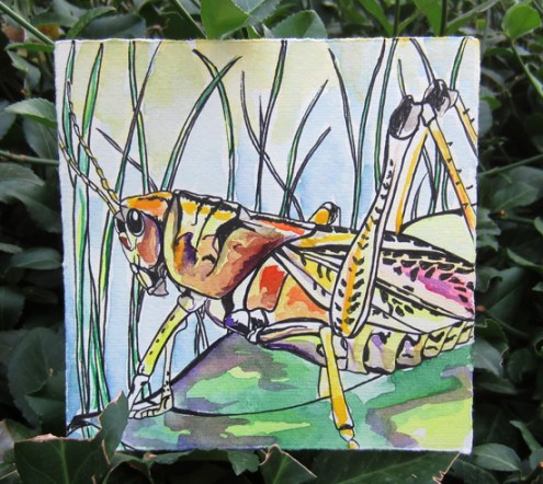 Day 124 (8/30/12): Grasshopper