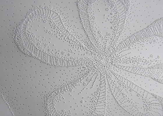 Day 326 Sand Dollar head on