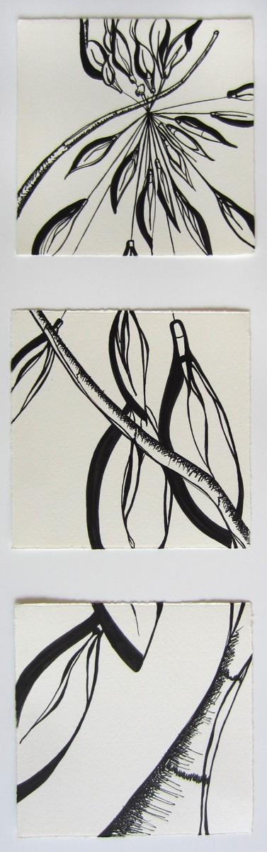 Day 56 (6/23/12): Foliage in Albany